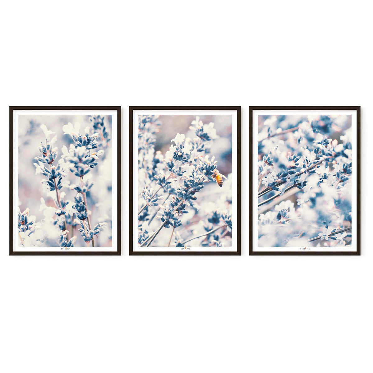 Lavender | Set of 3