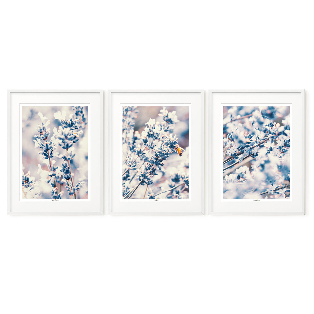 Lavender | Set of 3