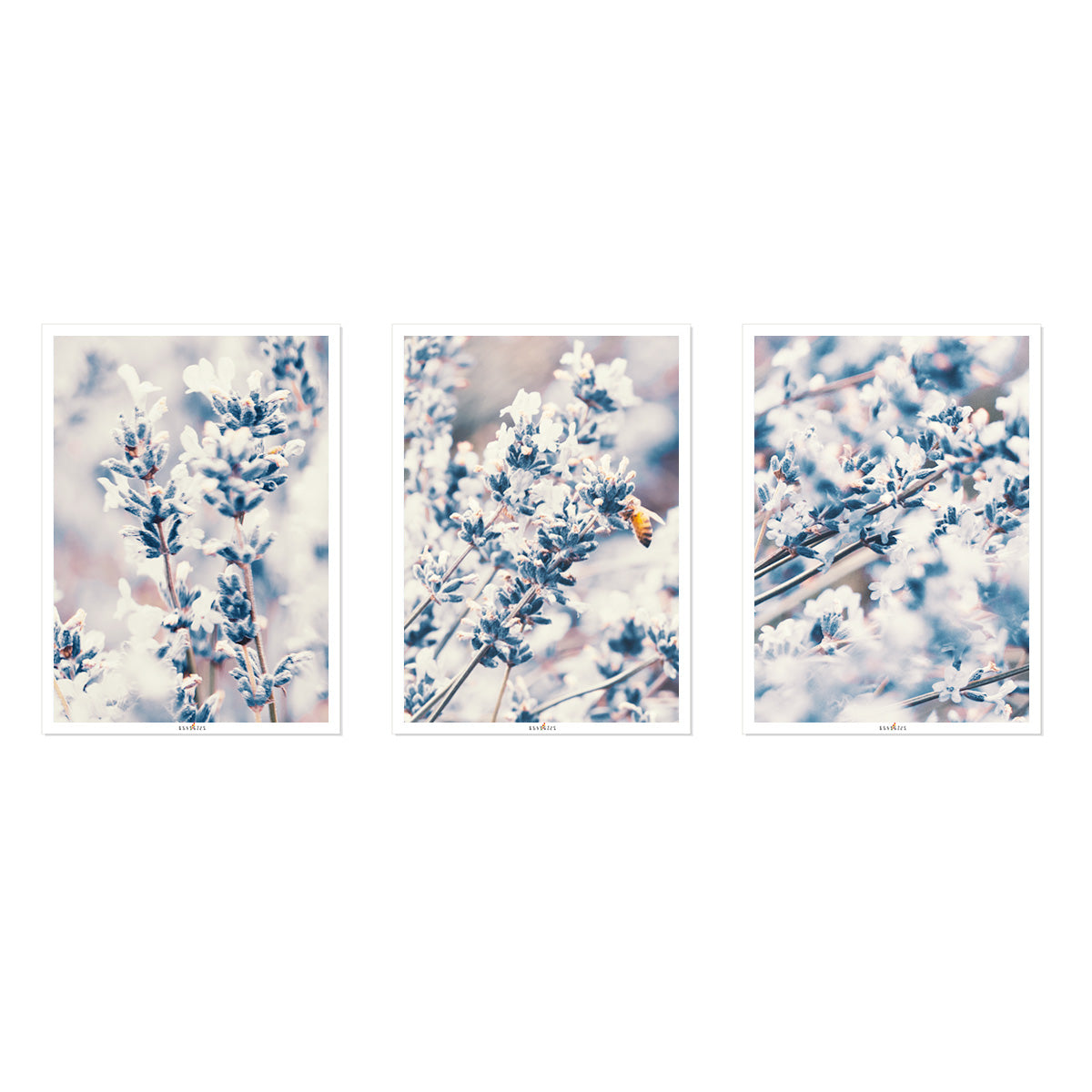 Lavender | Set of 3