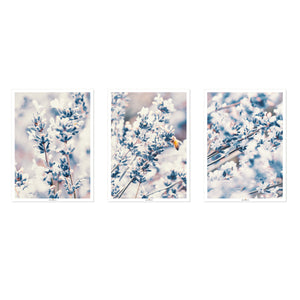 Lavender | Set of 3