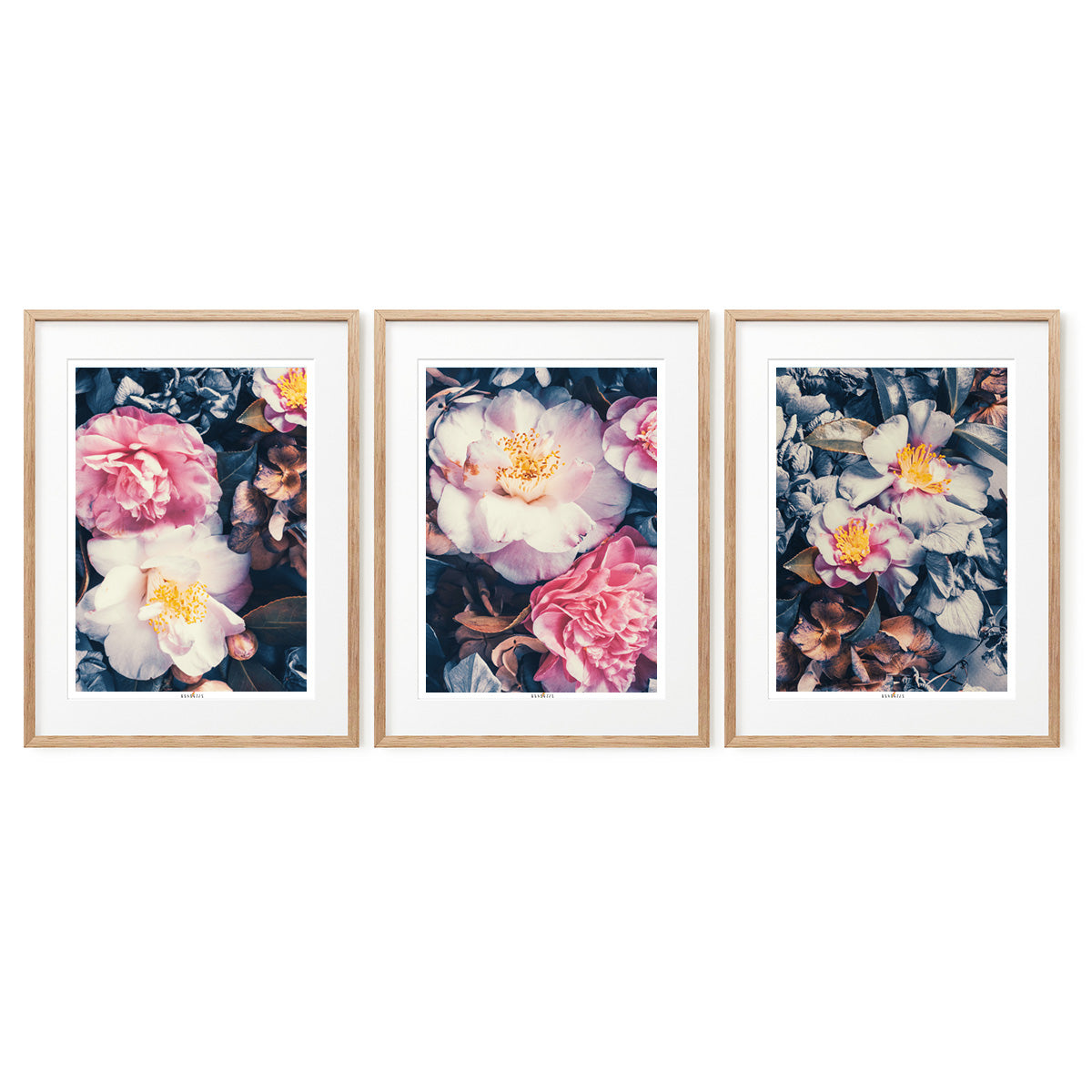 Camellias | Set of 3