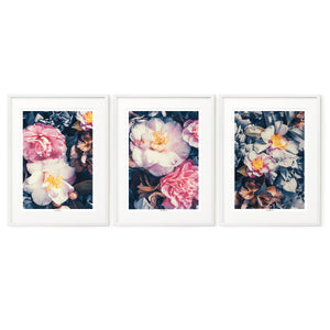 Camellias | Set of 3