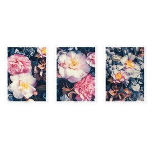 Camellias | Set of 3