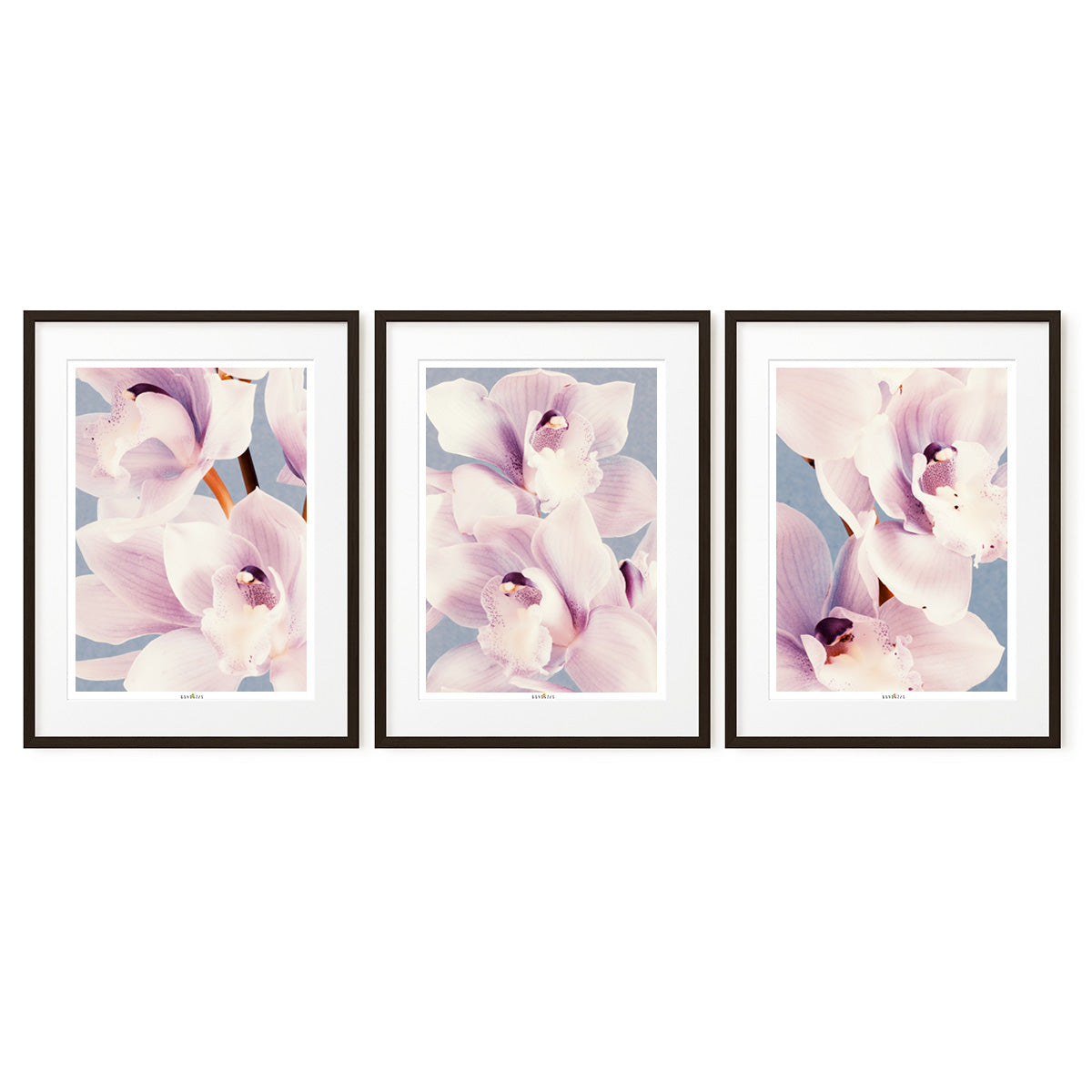 Orchid Dance | Set of 3