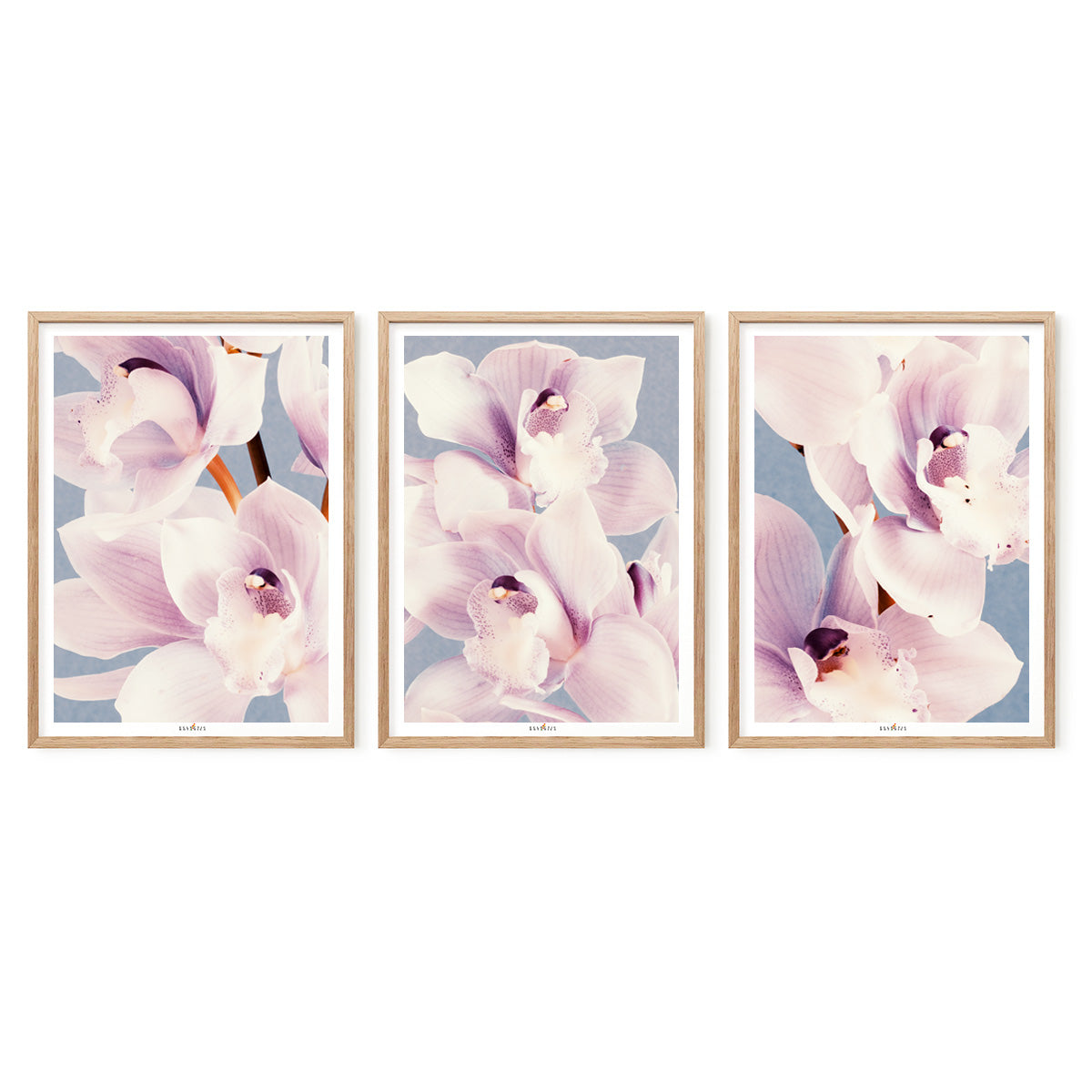 Orchid Dance | Set of 3