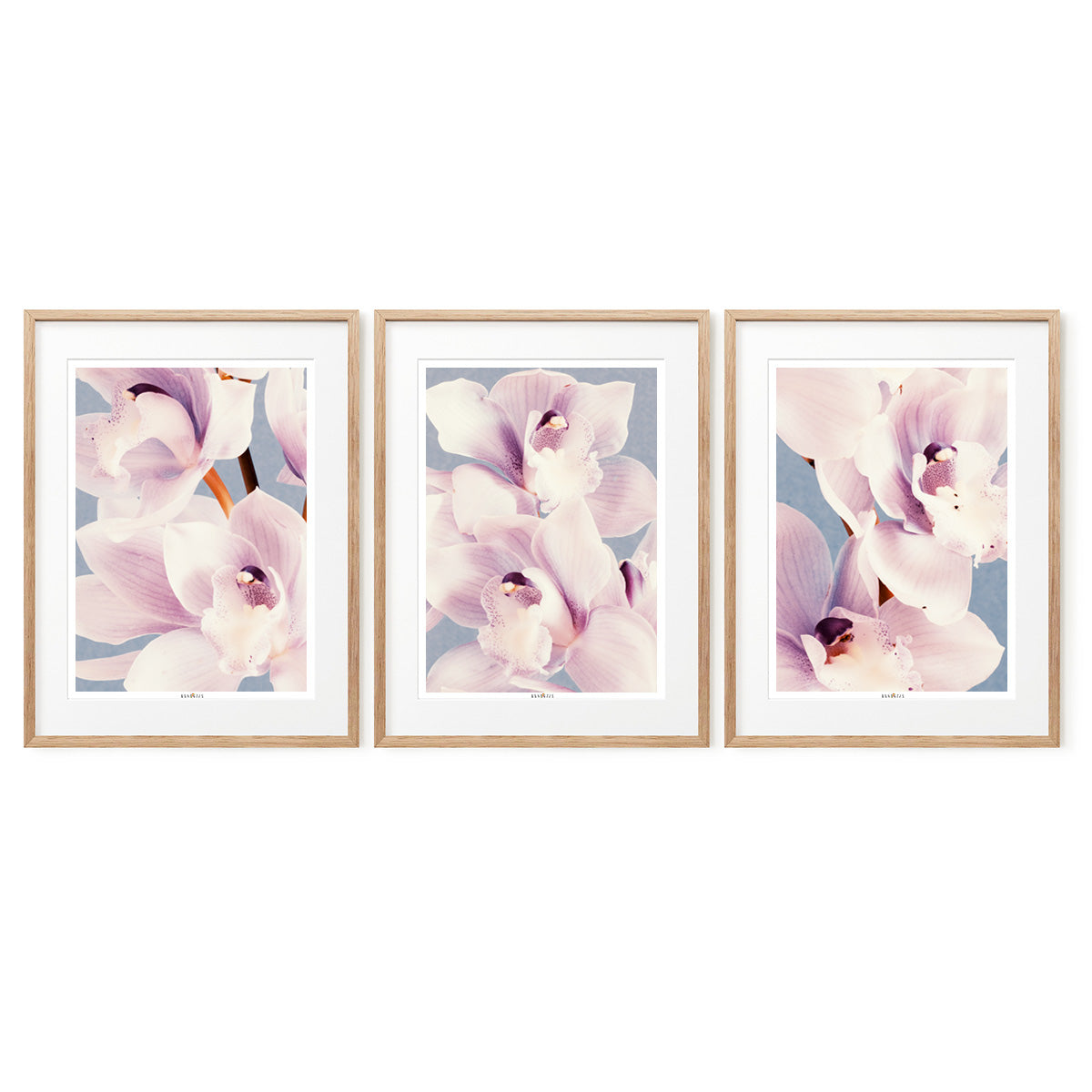 Orchid Dance | Set of 3