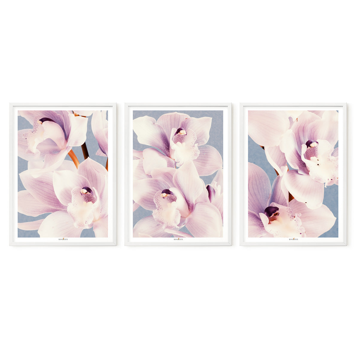 Orchid Dance | Set of 3