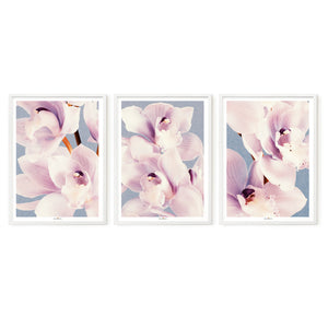 Orchid Dance | Set of 3