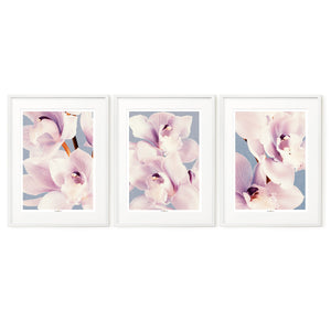 Orchid Dance | Set of 3