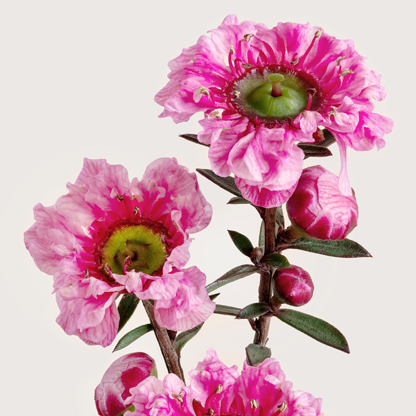 Tea Tree 'Electric Red' - Eclectic Botanica