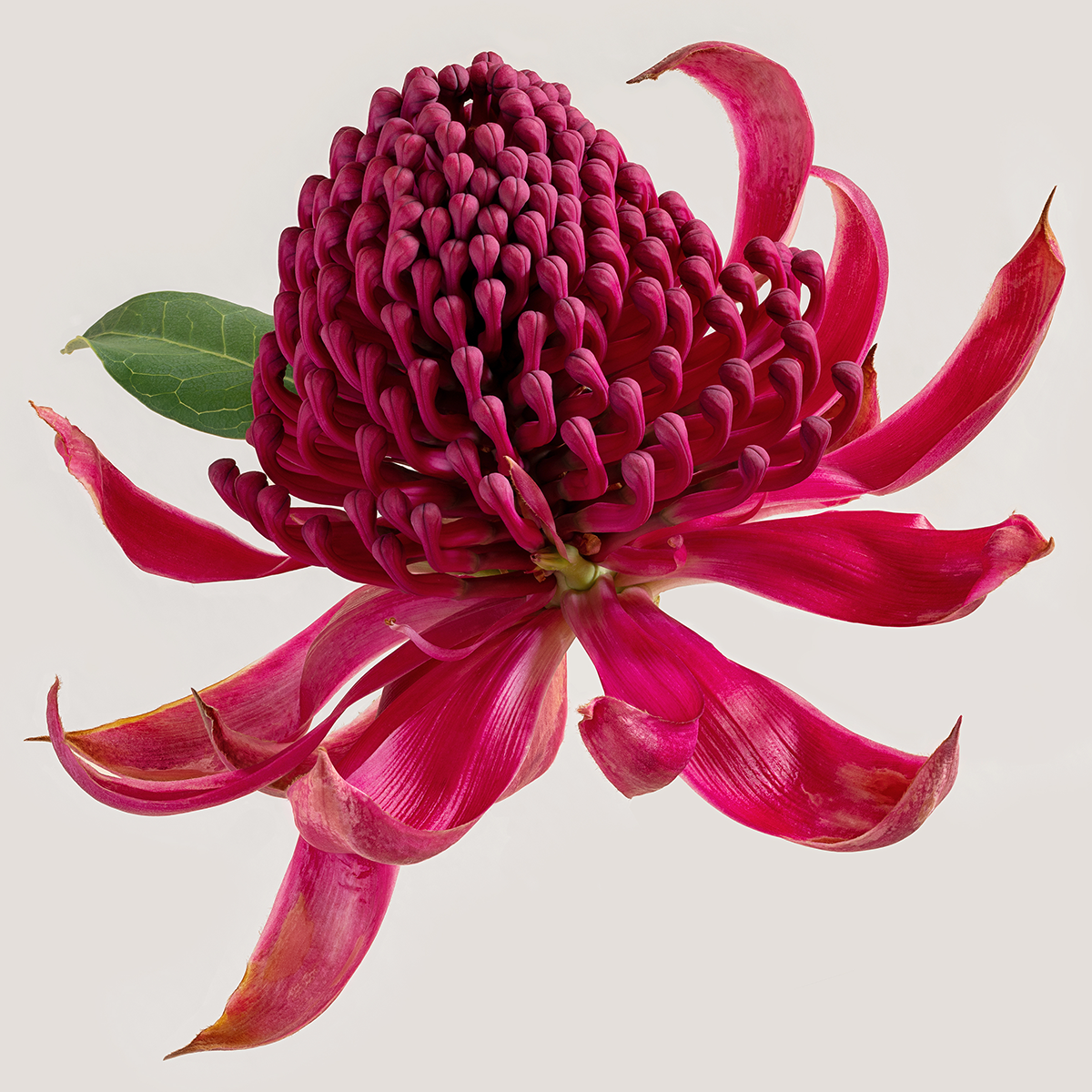 Waratah 'Braidwood Brilliant'