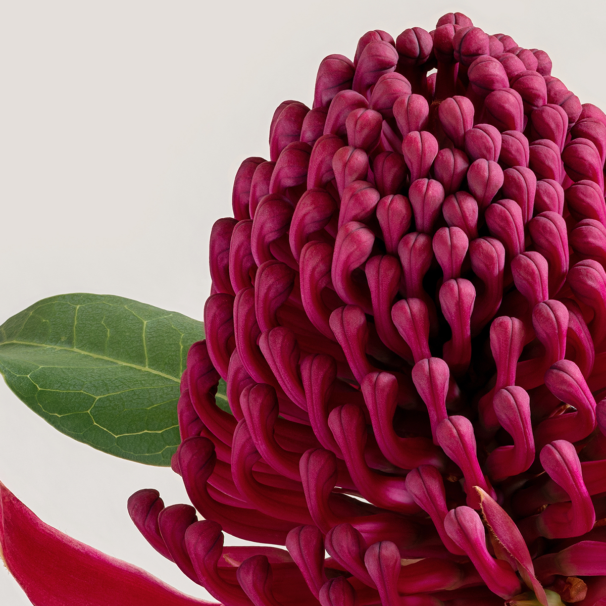 Waratah 'Braidwood Brilliant'