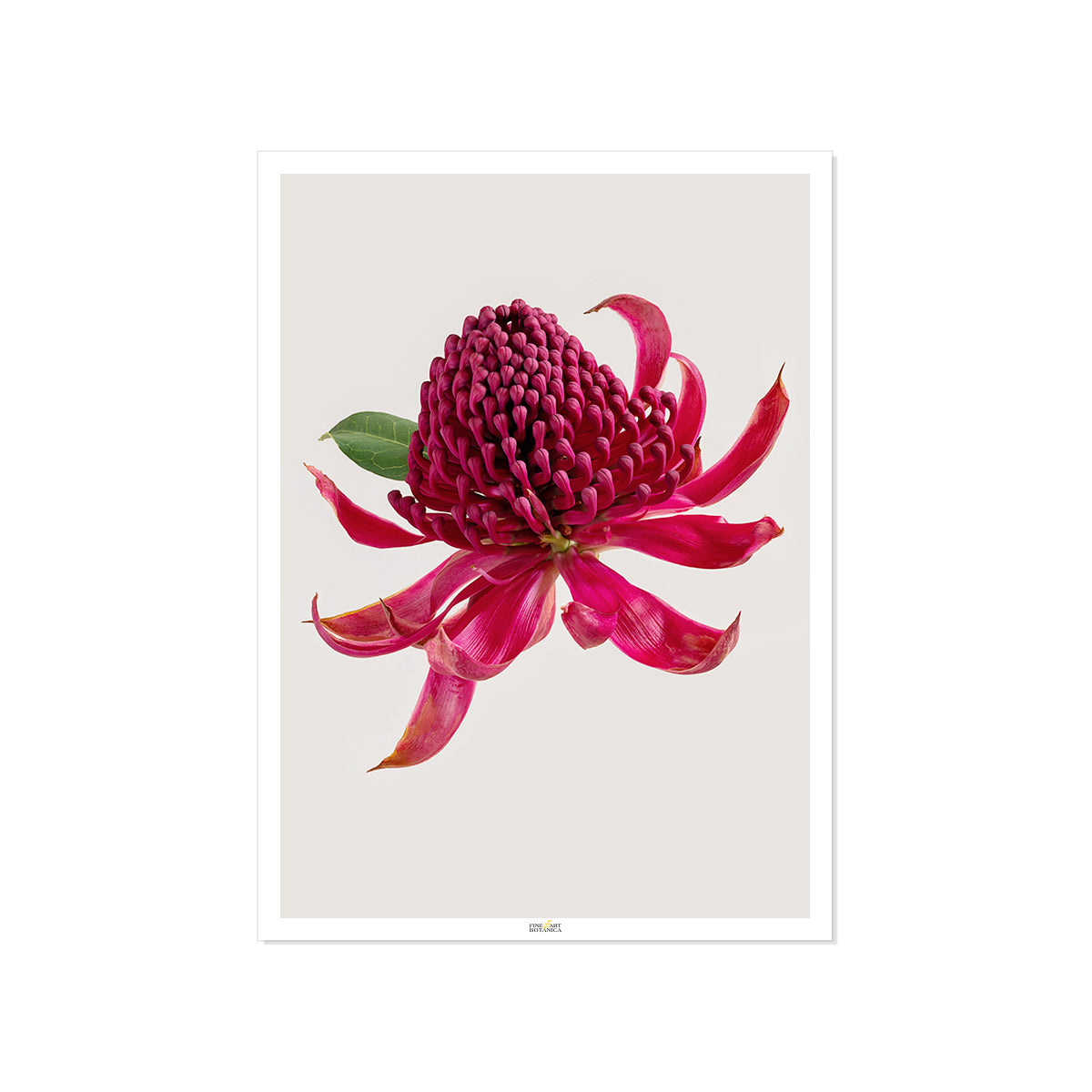 Waratah 'Braidwood Brilliant'