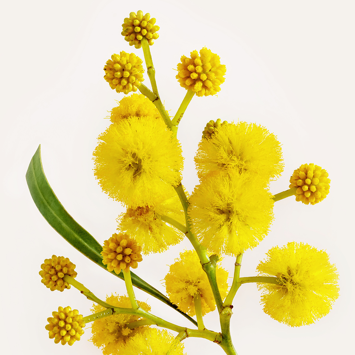 Golden Wattle