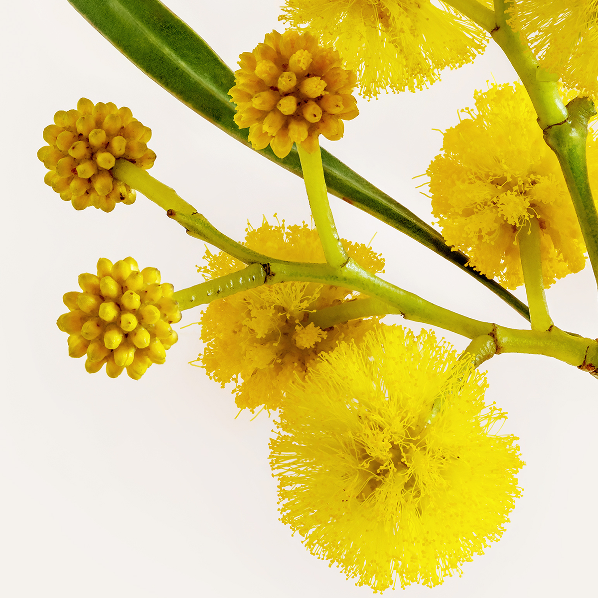 Golden Wattle