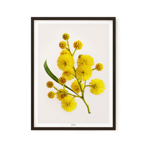 Golden Wattle