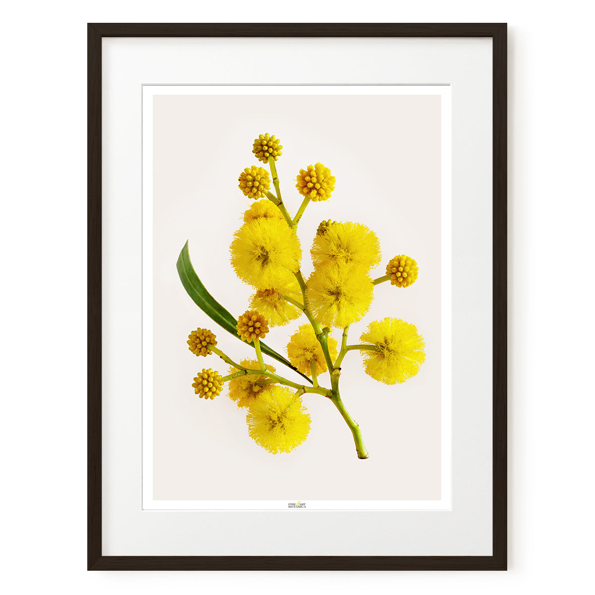 Golden Wattle