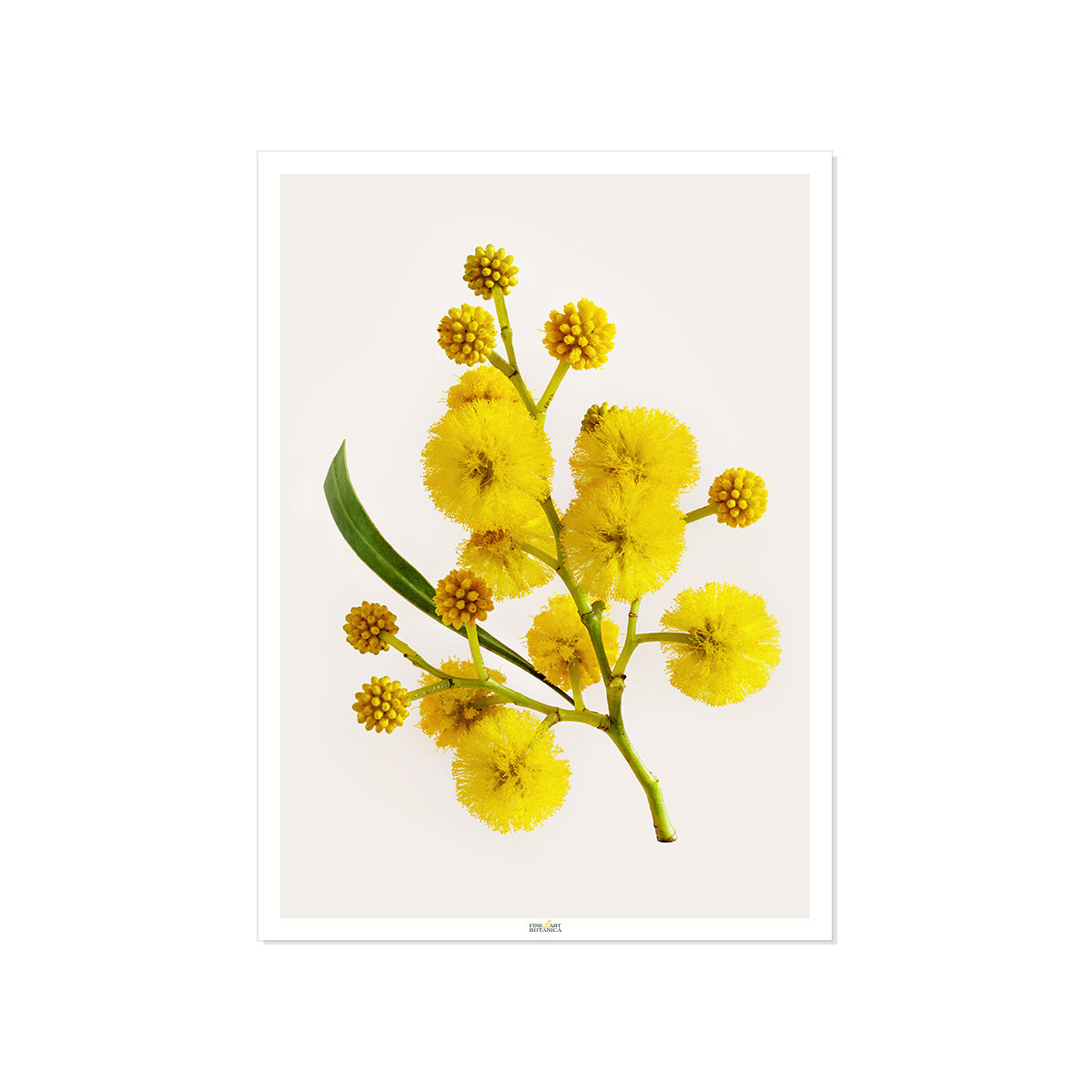 Golden Wattle