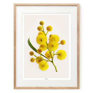 Golden Wattle