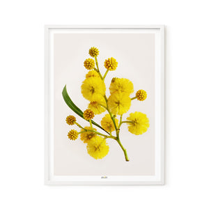 Golden Wattle