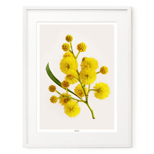 Golden Wattle